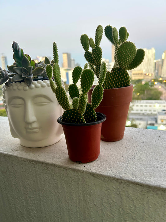“Bunny Ear” Cactus